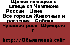 Щенки немецкого шпица от Чемпиона России › Цена ­ 50 000 - Все города Животные и растения » Собаки   . Чувашия респ.,Шумерля г.